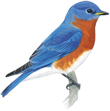 Illustration for Eastern Bluebird
