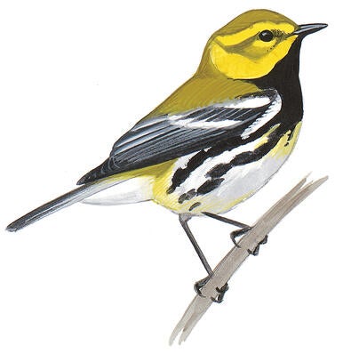 Illustration for Black-throated Green Warbler