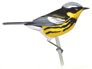 Illustration for Magnolia Warbler