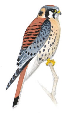 Illustration for American Kestrel