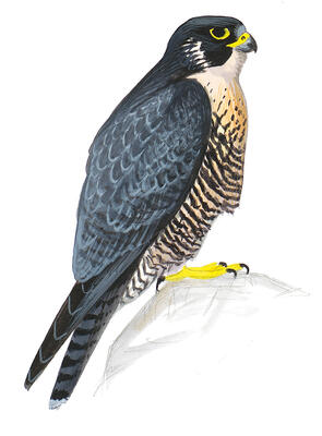 Illustration for Peregrine Falcon