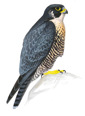 Resultado de imagem para peregrine falcon colors