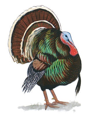 Illustration for Wild Turkey