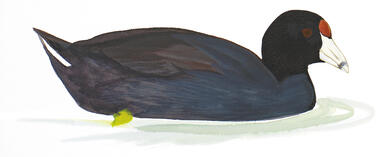 Illustration for American Coot