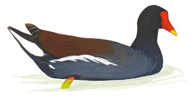 Illustration for Common Gallinule