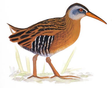 Illustration for Virginia Rail