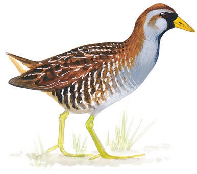 Illustration for Sora