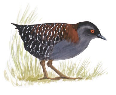 Illustration for Black Rail