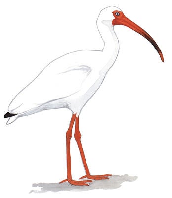 Illustration for White Ibis