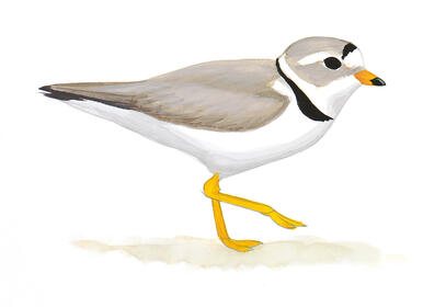 Illustration for Piping Plover