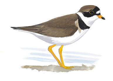 Illustration for Semipalmated Plover