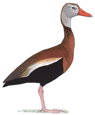 Illustration for Black-bellied Whistling-Duck