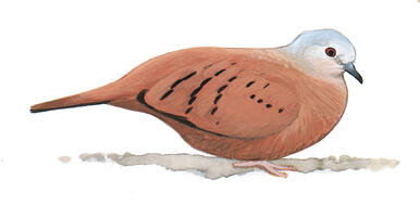 Illustration for Ruddy Ground-Dove