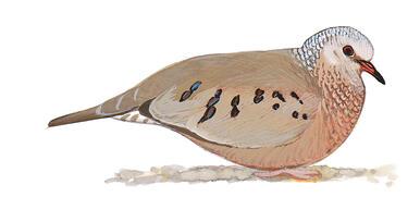 Illustration for Common Ground-Dove