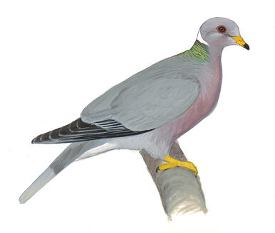 what s killing california s native pigeons audubon christmas in california song