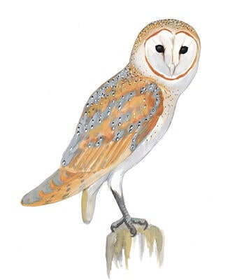 Illustration for Barn Owl