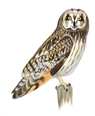 Illustration for Short-eared Owl