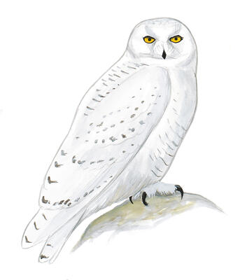 Illustration for Snowy Owl