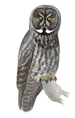 Illustration for Great Gray Owl