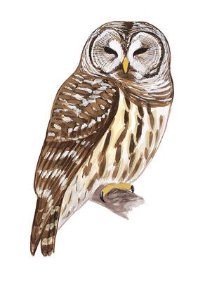 no barred owls are not trying to kill you audubon audobon christmas bird count