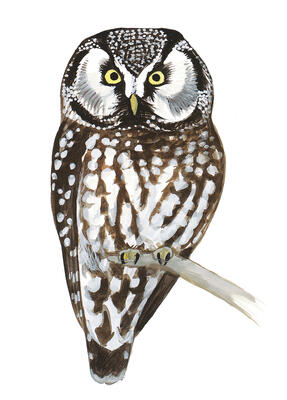 Illustration for Boreal Owl