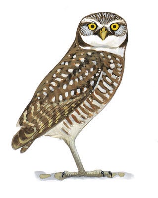 6 Other Birds That Will Benefit From Sagebrush Conservation