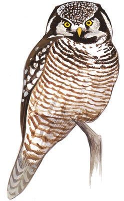 Illustration for Northern Hawk Owl