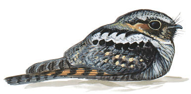birds nighthawk common pennsylvania bird pa audubon eastern guide whip poor