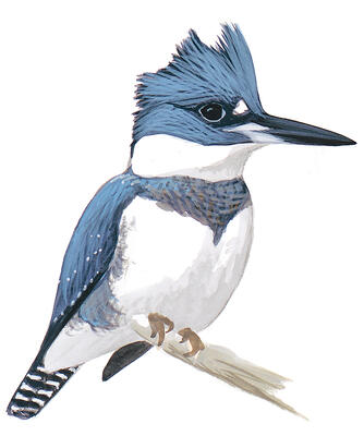 Illustration for Belted Kingfisher