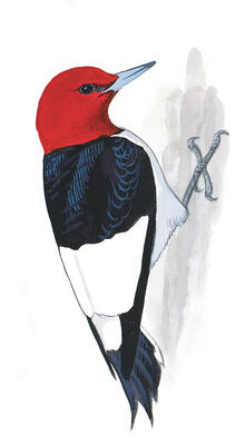 Illustration for Red-headed Woodpecker