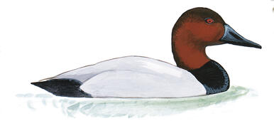 Illustration for Canvasback