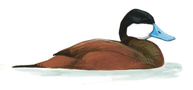 Illustration for Ruddy Duck