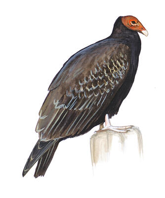 Illustration for Turkey Vulture
