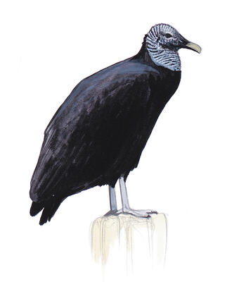 Illustration for Black Vulture