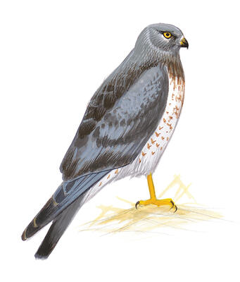 Illustration for Northern Harrier