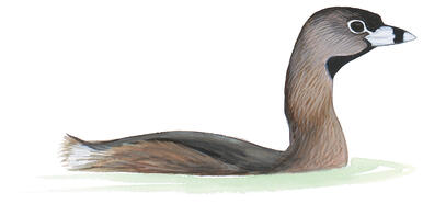 Illustration for Pied-billed Grebe