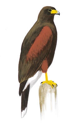 Illustration for Harris&#039;s Hawk