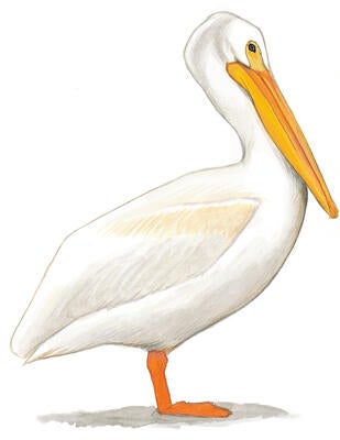 Illustration for American White Pelican