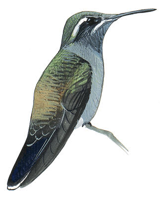 Illustration for Blue-throated Hummingbird