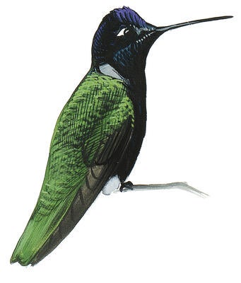 Illustration for Magnificent Hummingbird