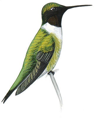 Illustration for Ruby-throated Hummingbird