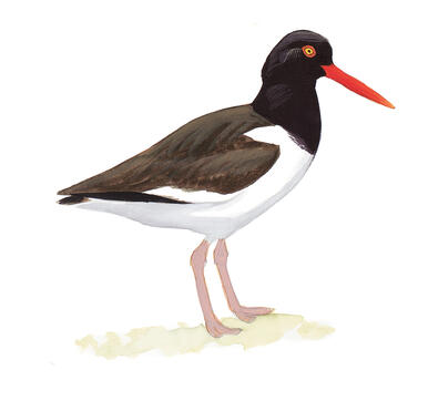 Oystercatcher Banding Leads To Big Find Audubon North