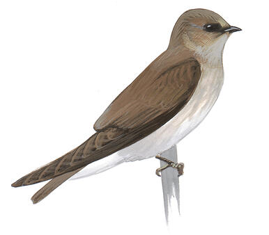 Illustration for Northern Rough-winged Swallow