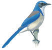 Illustration for Western Scrub-Jay