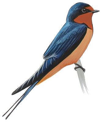 Illustration for Barn Swallow