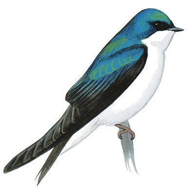 Illustration for Tree Swallow
