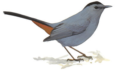 Illustration for Gray Catbird