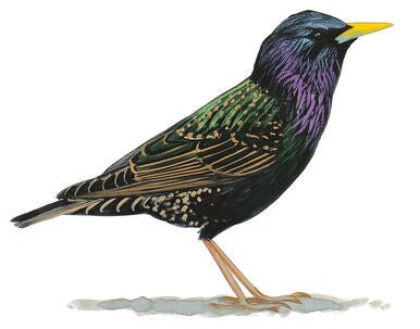 Illustration for European Starling