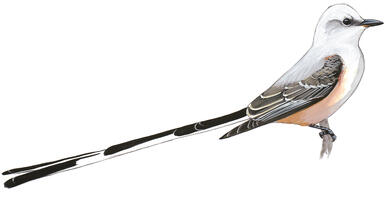 Illustration for Scissor-tailed Flycatcher