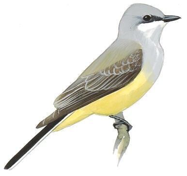 Illustration for Western Kingbird